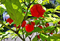 Red Carolina Reaper Starter Plants - 3 Plants | Capsicum chinense