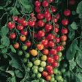 Supersweet 100 Tomato Seeds (F1 Hybrid) - Non-GMO Cherry Tomato, 65 Days