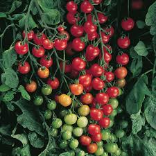 Supersweet 100 Tomato Seeds (F1 Hybrid) - Non-GMO Cherry Tomato, 65 Days