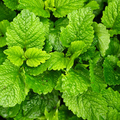 Lemon Balm Herb Seeds (Melissa officinalis) - Heirloom, Perennial, 150 Seeds