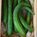 Suyo Long Cucumber Seeds - Heirloom, Burpless, Organic, Non-GMO