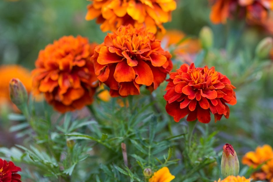 Tagetes patula French Fireball Marigold Seeds - 25 Red & Gold Blooms