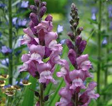 Antirrhinum majus Opus Lavender Snapdragon Seeds - 1000+ Soft Purple Blooms