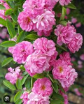 Peggy Martin Rose Katrina Rose Cuttings (5 Unrooted, 7-8") - Thornless Climbing Rose