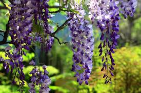 Japanese Wisteria Cuttings - 10 Fresh Softwood Cuttings (5-8 in) - Wisteria floribunda