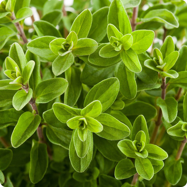 Marjoram Seeds Origanum majorana - Sweet Marjoram, 100mg (Approx. 400 Seeds) Non-GMO