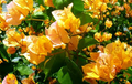 California Gold Bougainvillea Starter Plant – Well-Rooted Plug, Golden Blooms, Full Sun