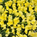 Floral Showers Yellow Snapdragon Seeds (Antirrhinum majus) - 1000+ Seeds, Bright Yellow Blooms