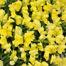 Floral Showers Yellow Snapdragon Seeds (Antirrhinum majus) - 1000+ Seeds, Bright Yellow Blooms