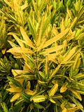Sunny Star Croton (Codiaeum Variegatum) Bare Root Live Plant 7-10 in