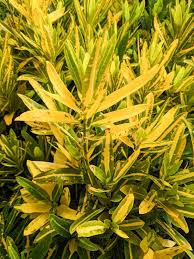 Sunny Star Croton (Codiaeum Variegatum) Bare Root Live Plant 7-10 in