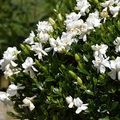 Frost Proof Gardenia Starter Plant - Evergreen Gardenia jasminoides, 7-10 Inches
