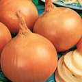 Burrell's Yellow Valencia Onion Seeds (Allium cepa) - 250mg, Non-GMO, Sweet Globe Onion