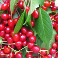 Merchant Cherry Seeds - Sweet, Early-Ripening Red Cherry (10+ Seeds)