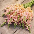 Chantilly Light Salmon Snapdragon Seeds (Antirrhinum majus) - 1000+ Seed Pack