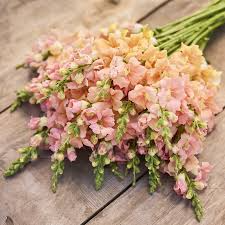 Chantilly Light Salmon Snapdragon Seeds (Antirrhinum majus) - 1000+ Seed Pack