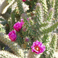 Cylindropuntia spinosior Cane Cholla Rooted Cutting | Starter Plant