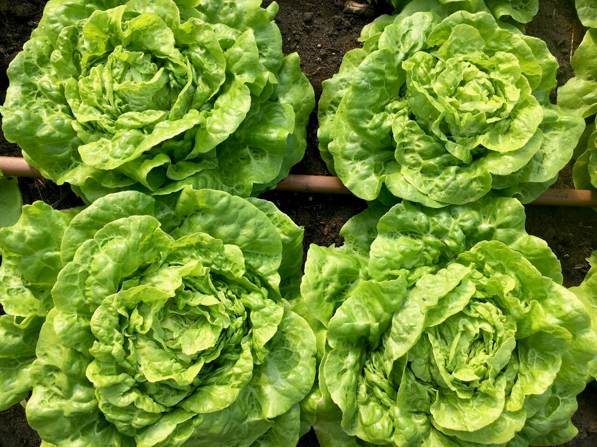Tom Thumb Butterhead Lettuce Seeds (1g) - Heirloom Lactuca sativa, Non-GMO, 800 Seeds