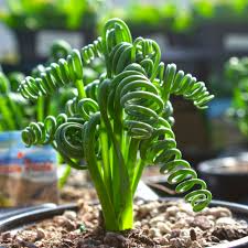 Albuca Spiralis 'Frizzle Sizzle' Bulb - 1" Tall Corkscrew Succulent