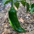 NuMex Joe E. Parker Pepper Seeds - Capsicum annuum | Mild Hatch-Style, Heirloom, Non-GMO, 5,000-6,000 Scoville