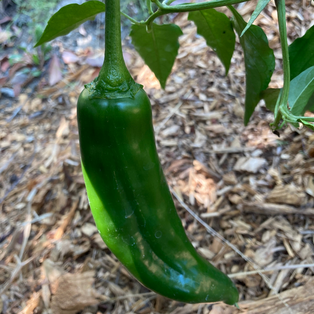 NuMex Joe E. Parker Pepper Seeds - Capsicum annuum | Mild Hatch-Style, Heirloom, Non-GMO, 5,000-6,000 Scoville