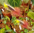 Columnea Minor Gesneriad Terrarium Plant - Rare US Grown, Purple Blooms, 2" Pot