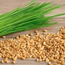 Cat Grass Seeds - Heirloom, Non-GMO, Fast-Growing for Cats (3-6 in tall, 50 days)