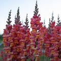 Antirrhinum majus Monaco Orange Snapdragon Seeds – 1000+ Seeds for Garden & Cut Flowers