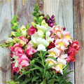 Antirrhinum majus Johnny's Potomac Summer Berry Blend Snapdragon Seeds - 1000+ Seeds for Cut Flowers