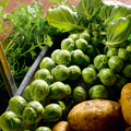 Nelson F1 Brussels Sprouts Seeds - 500+ High-Yield Hybrid, Cold-Hardy