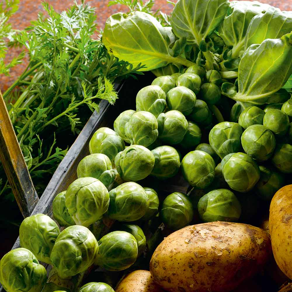 Nelson F1 Brussels Sprouts Seeds - 500+ High-Yield Hybrid, Cold-Hardy