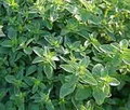 Italian Oregano Seeds (Origanum vulgare) - Heirloom, Non-GMO, 100mg