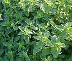 Italian Oregano Seeds (Origanum vulgare) - Heirloom, Non-GMO, 100mg
