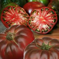 Cherokee Purple Tomato Seeds - Heirloom Beefsteak, Indeterminate, 80 Days