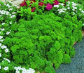 Triple Curled Parsley Seeds - Heirloom, Non-GMO, 500 Seeds | Curly Parsley for Garnish & Salads