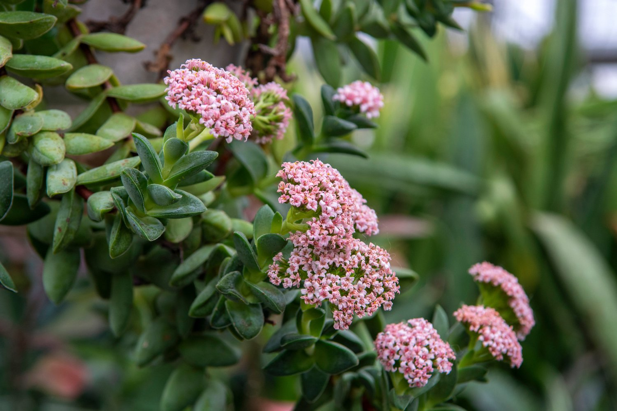 Crassula 'Springtime' Bride's Bouquet - 1 Bare Root Live Succulent