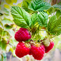 Raspberry Bush Live Plant - Self-Fertile, High-Yield Starter Plant