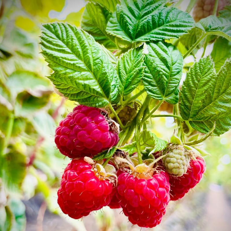 Raspberry Bush Live Plant - Self-Fertile, High-Yield Starter Plant