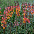Antirrhinum majus Opus Early Bronze Snapdragon Seeds - 1000+ warm copper-toned blooms (Garden & Cut Flowers)