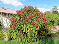 Brazilian Red Cloak Cuttings (7) - Unrooted, Megaskepasma erythrochlamys