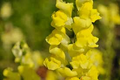 Antirrhinum majus Rocket Gold Snapdragon Seeds - 1000+ Golden-Yellow Flowers