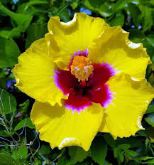 Hibiscus rosa-sinensis 'Hawaiian Yellow' Bare Root Starter Plant (3-5 in) - Exotic Yellow Hibiscus