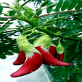 Hummingbird Tree Seeds (Sesbania grandiflora) Agati - Tropical Fast-Growing Seed