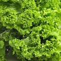 Mustard Southern Giant Curled Seeds - Brassica juncea, 1g, Heirloom, Non-GMO