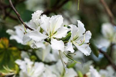 Bauhinia Alba Seeds - White Orchid Tree (10 Seeds) | Rare, Fast-Growing Tropical Ornament