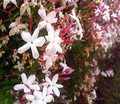 Pink Jasmine Starter Plant - Jasminum polyanthum in 2" Pot | Fragrant, Climbing Jasmine, Pet Safe