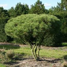 Japanese Red Pine Seeds (Pinus densiflora) – Evergreen Bonsai or Landscape