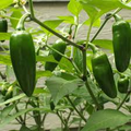 Jalapeño Starter Plant (12-24") - Mild to Moderate Heat, Full Sun