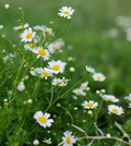 Roman Chamomile Seeds (Chamaemelum nobile) - 2000 Seed Pack for Tea, Ground Cover, Aromatherapy