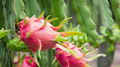 Red Dragon Fruit Cuttings - Pink Skin, Red Flesh - 3 Fresh Cuttings Ready to Plant (No Root)